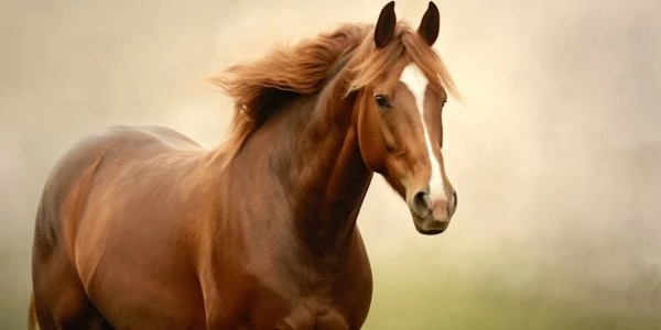 Atların Alnındaki Beyaz Lekelerin Gizemi: 'Sakar' Ne Anlama Geliyor?