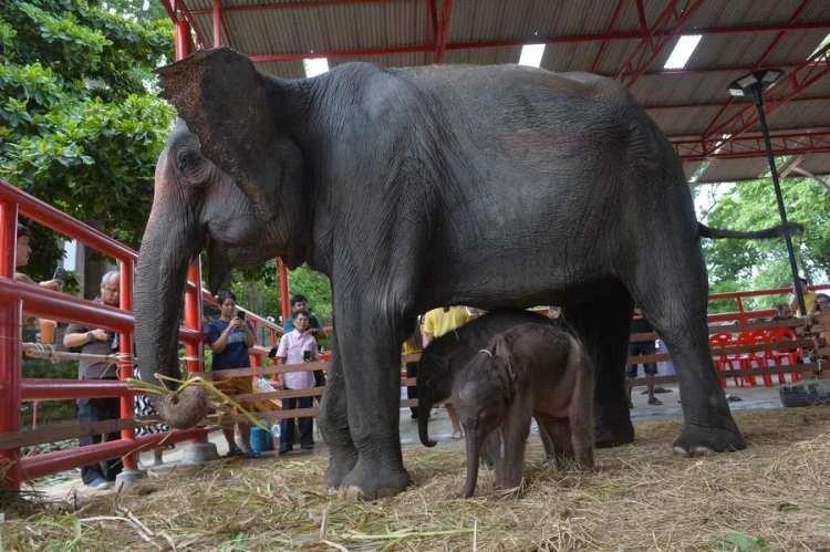 Tarım ve Orman Bakanlığı’ndan Gıda Denetimlerinde Şok Skandal: At ve Eşek Eti Tespit Edildi