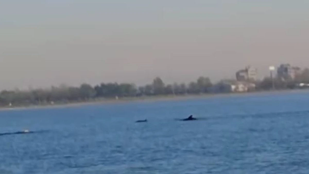 Küçükçekmece Menekşe Sahili'nde yunuslar sahile yakın görüldü