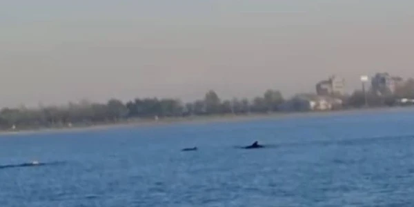 Küçükçekmece Menekşe Sahili'nde yunuslar sahile yakın görüldü