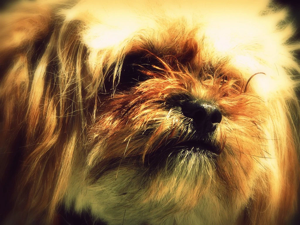 “Kılıç artığı” tartışması: Dersim ve CHP’ye yöneltilen Alevi eleştirisi