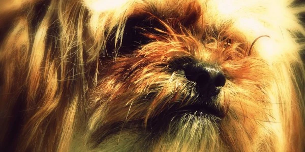 “Kılıç artığı” tartışması: Dersim ve CHP’ye yöneltilen Alevi eleştirisi