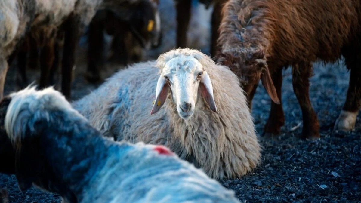Kurban bağışı tuzağı: Sahte dernekleri ayırt etmenin yolları