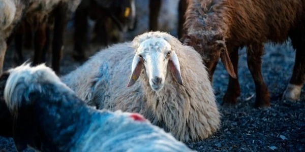Kurban bağışı tuzağı: Sahte dernekleri ayırt etmenin yolları
