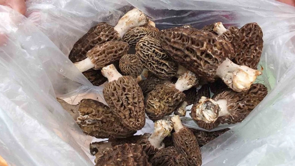 Hasadı başladı: Kuzu göbeği Manisa'da kilosu 2 bin liraya çıktı