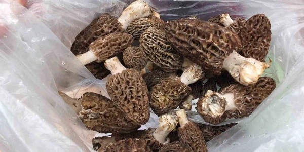 Hasadı başladı: Kuzu göbeği Manisa'da kilosu 2 bin liraya çıktı