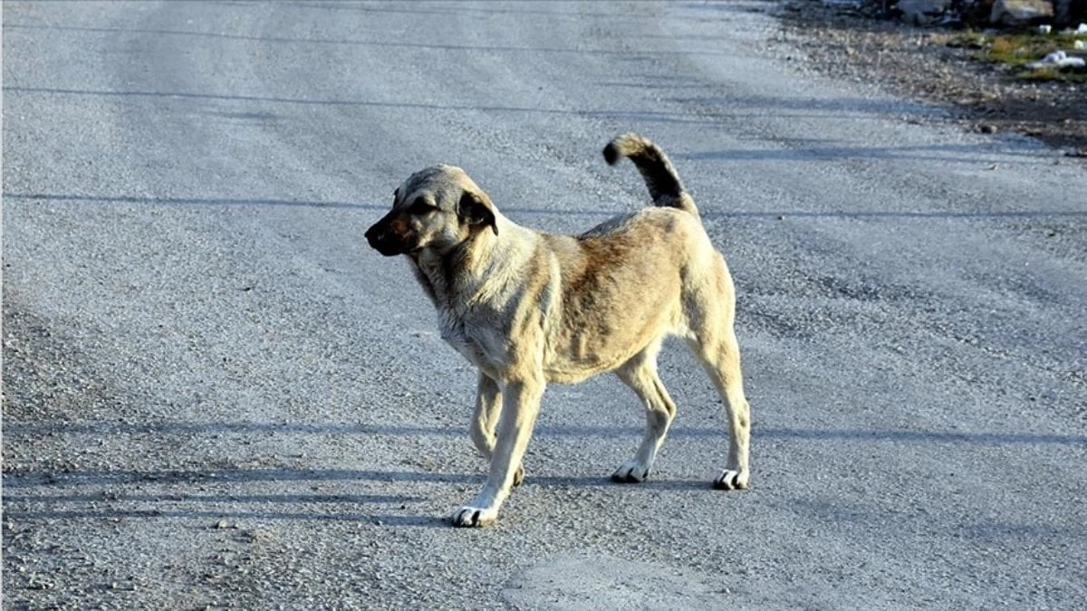 Konya Akşehir'de ısıran köpeğin sahibine 108 bin lira idari ceza