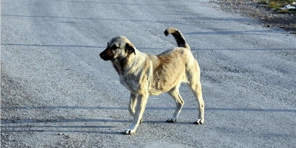Konya Akşehir'de ısıran köpeğin sahibine 108 bin lira idari ceza