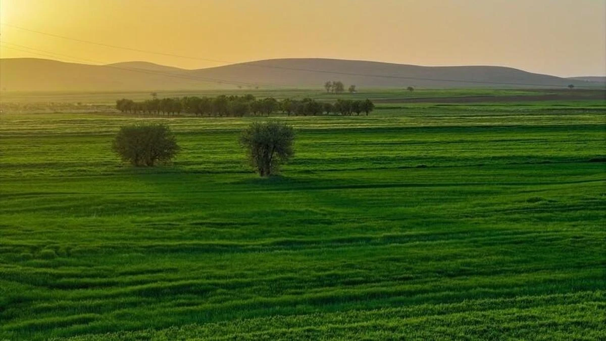 Konya Ovası’nda yağış bereketi, sulama maliyeti yüzde 80 düştü