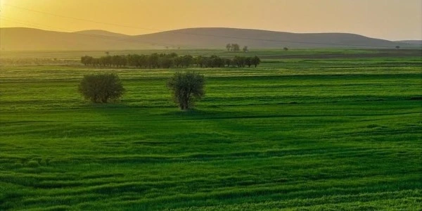 Konya Ovası’nda yağış bereketi, sulama maliyeti yüzde 80 düştü