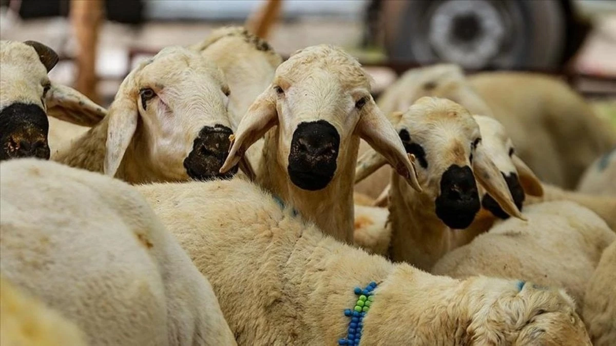 Zilhicce hilali görüldü: Kurban Bayramı 27 Mayıs'ta kutlanacak