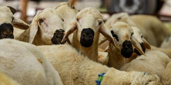Zilhicce hilali görüldü: Kurban Bayramı 27 Mayıs'ta kutlanacak