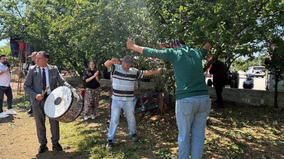 Bursa İznik'te erik rekoltesi dört kat arttı, hasat şenlik havasında