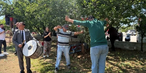 Bursa İznik'te erik rekoltesi dört kat arttı, hasat şenlik havasında