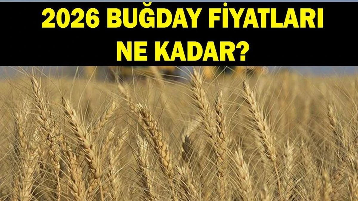 2026 Buğday Fiyatları Bekleniyor: TMO Kararı Haziran'da