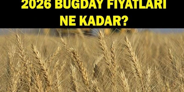 2026 Buğday Fiyatları Bekleniyor: TMO Kararı Haziran'da