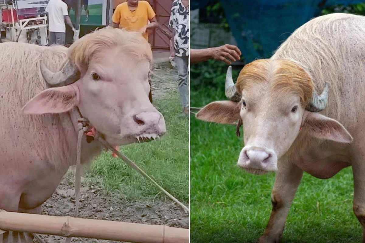 Sarı saçlarıyla 'Donald Trump' lakaplı albino bufalo gündeme oturdu