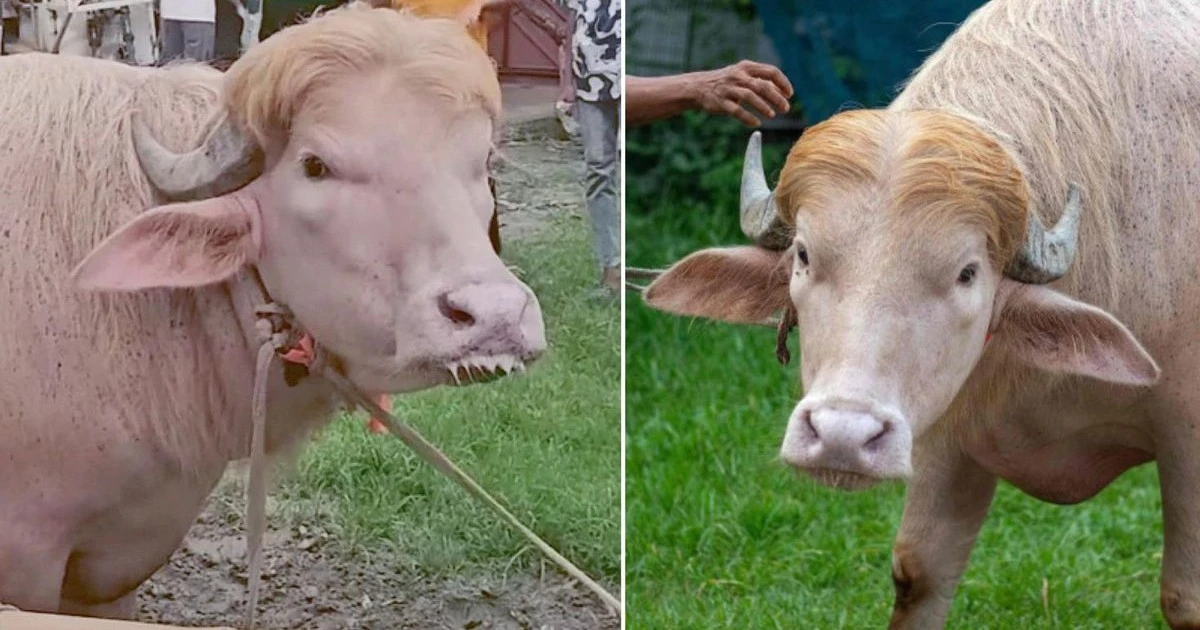 Sarı saçlarıyla 'Donald Trump' lakaplı albino bufalo gündeme oturdu