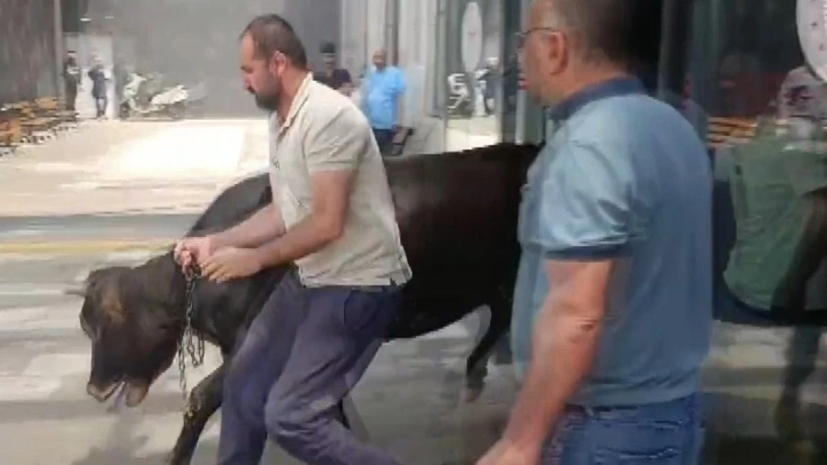 Gaziantep’te kaçan kurbanlık dana hastane bahçesinde yakalandı