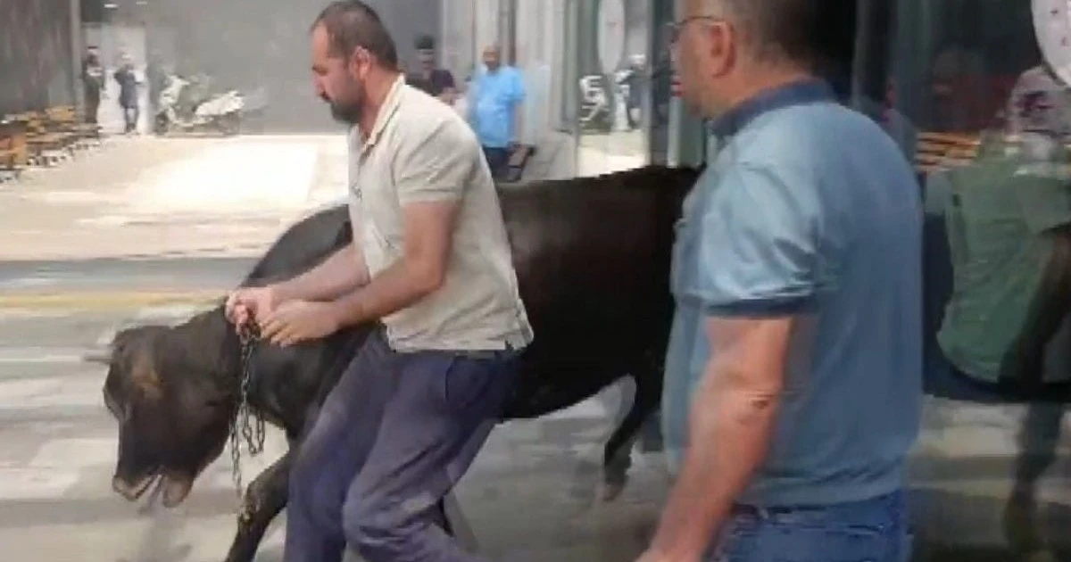 Gaziantep’te kaçan kurbanlık dana hastane bahçesinde yakalandı
