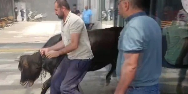 Gaziantep’te kaçan kurbanlık dana hastane bahçesinde yakalandı