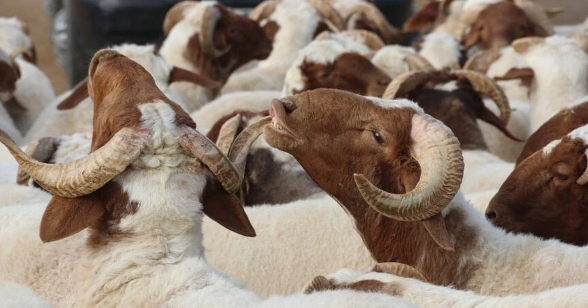 Kurban derileri ülke ekonomisine 20 milyar lira katkı sağlıyor
