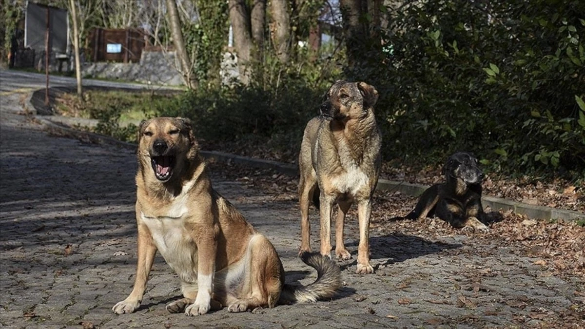 İstanbul'da köpeğin ısırdığı İrlandalı turiste tazminat kararı
