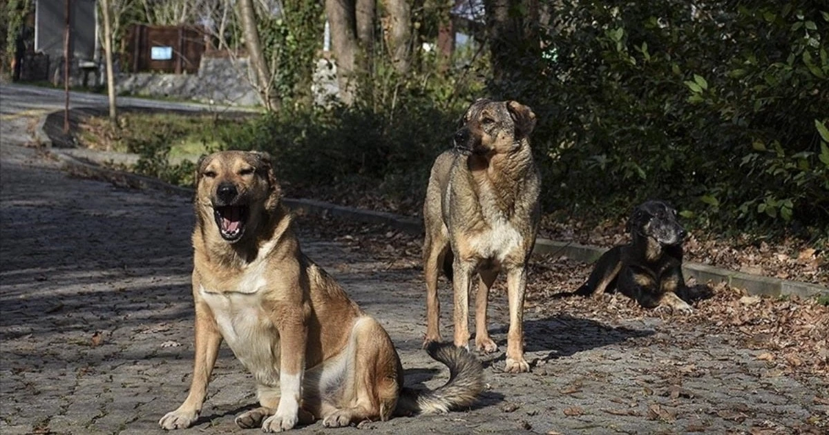 İstanbul'da köpeğin ısırdığı İrlandalı turiste tazminat kararı