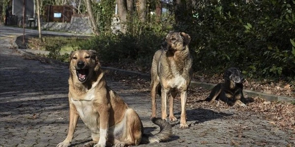 İstanbul'da köpeğin ısırdığı İrlandalı turiste tazminat kararı