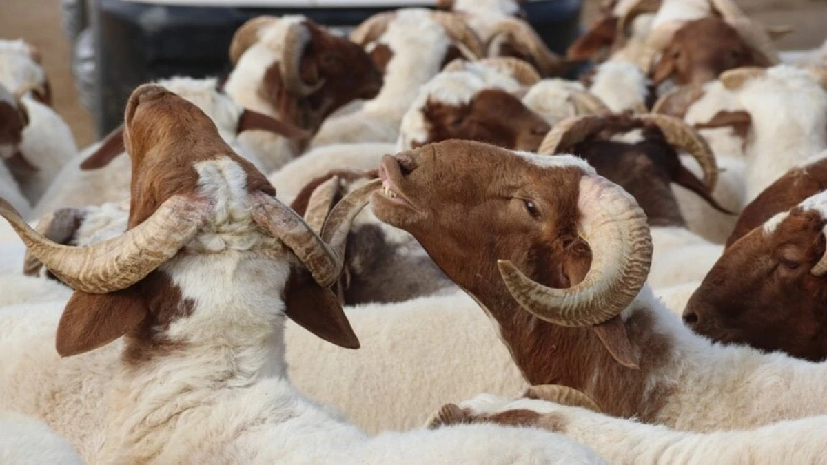 Kurban Bayramı öncesi 20 soruda temel kurban kuralları
