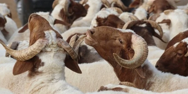 Kurban Bayramı öncesi 20 soruda temel kurban kuralları