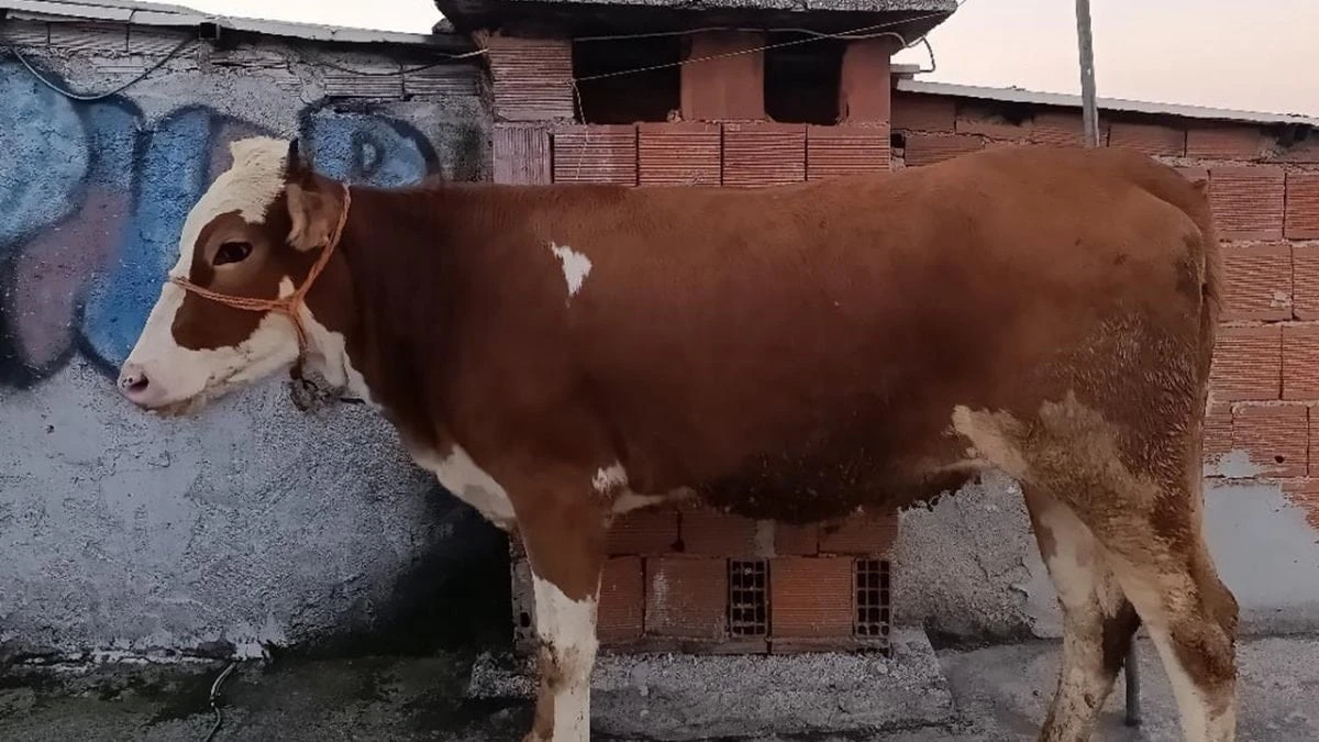 Bursa'da kurbanlık boğa 6 katlı binanın terasında kesildi