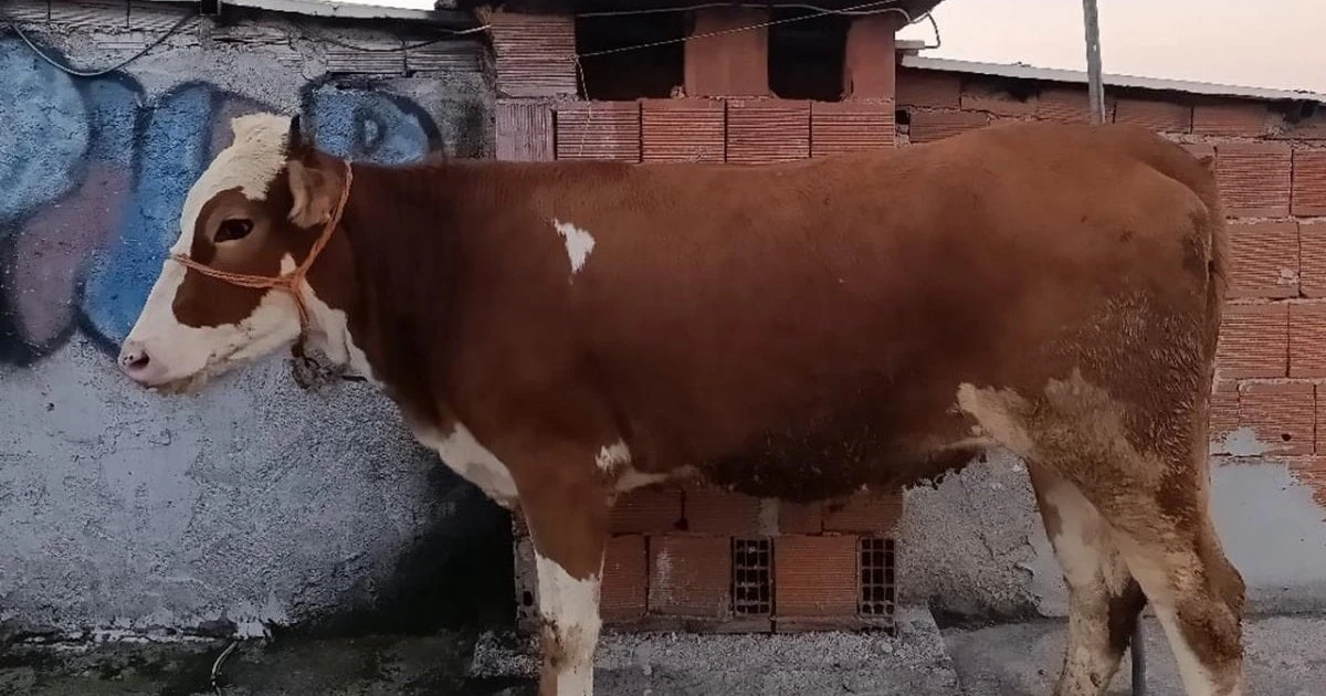 Bursa'da kurbanlık boğa 6 katlı binanın terasında kesildi