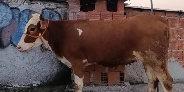 Bursa'da kurbanlık boğa 6 katlı binanın terasında kesildi