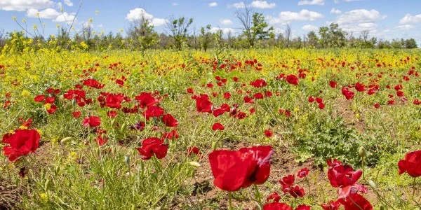 Dicle Havzası’nda renk cümbüşü — Uzmandan zehirli bitki uyarısı