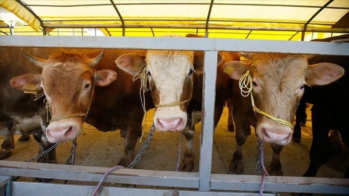 Kurban ibadeti: Doğru bilinen 10 yanlış ve bunların gerçekleri