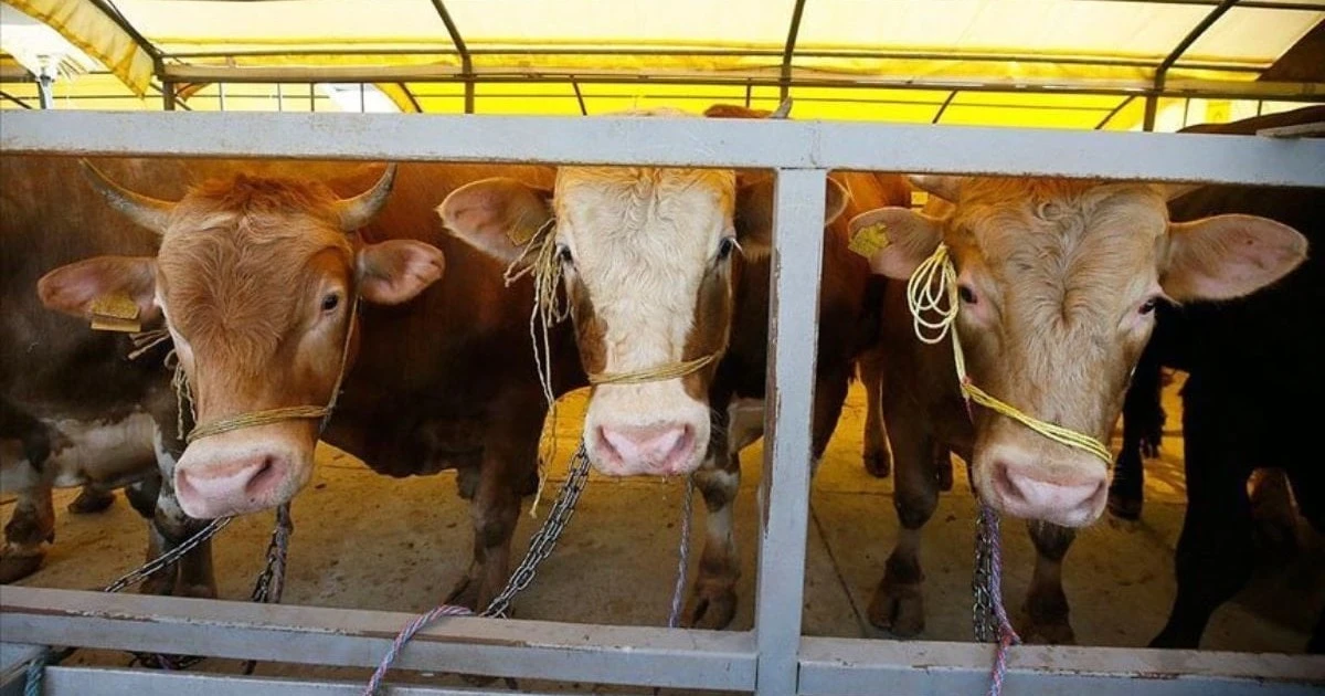 Kurban ibadeti: Doğru bilinen 10 yanlış ve bunların gerçekleri