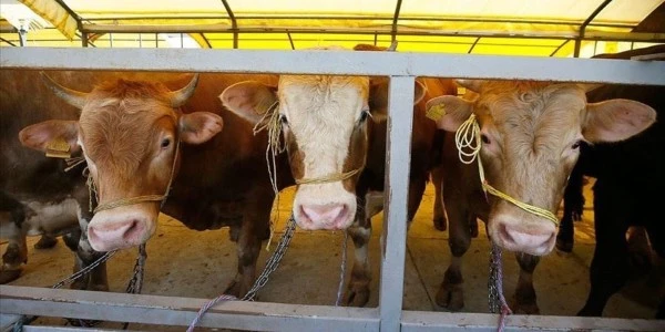 Kurban ibadeti: Doğru bilinen 10 yanlış ve bunların gerçekleri