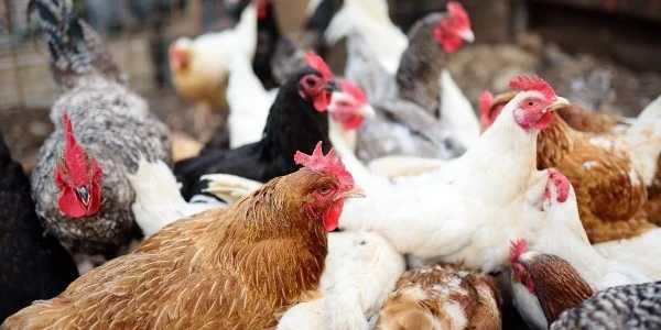 DJ müziği tavuk çiftliğini yıktı: 140 tavuk hayatını kaybetti