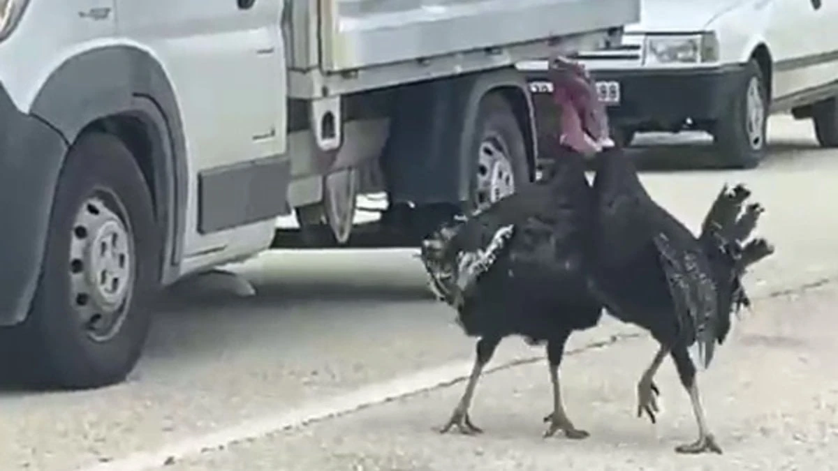 Karabük’te yol ortasında hindi kavgası trafiği 10 dakika durdurdu