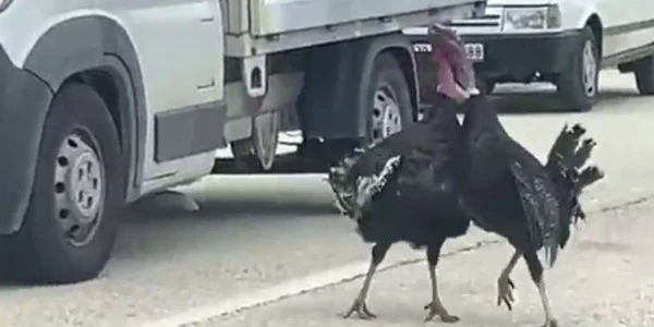 Karabük’te yol ortasında hindi kavgası trafiği 10 dakika durdurdu