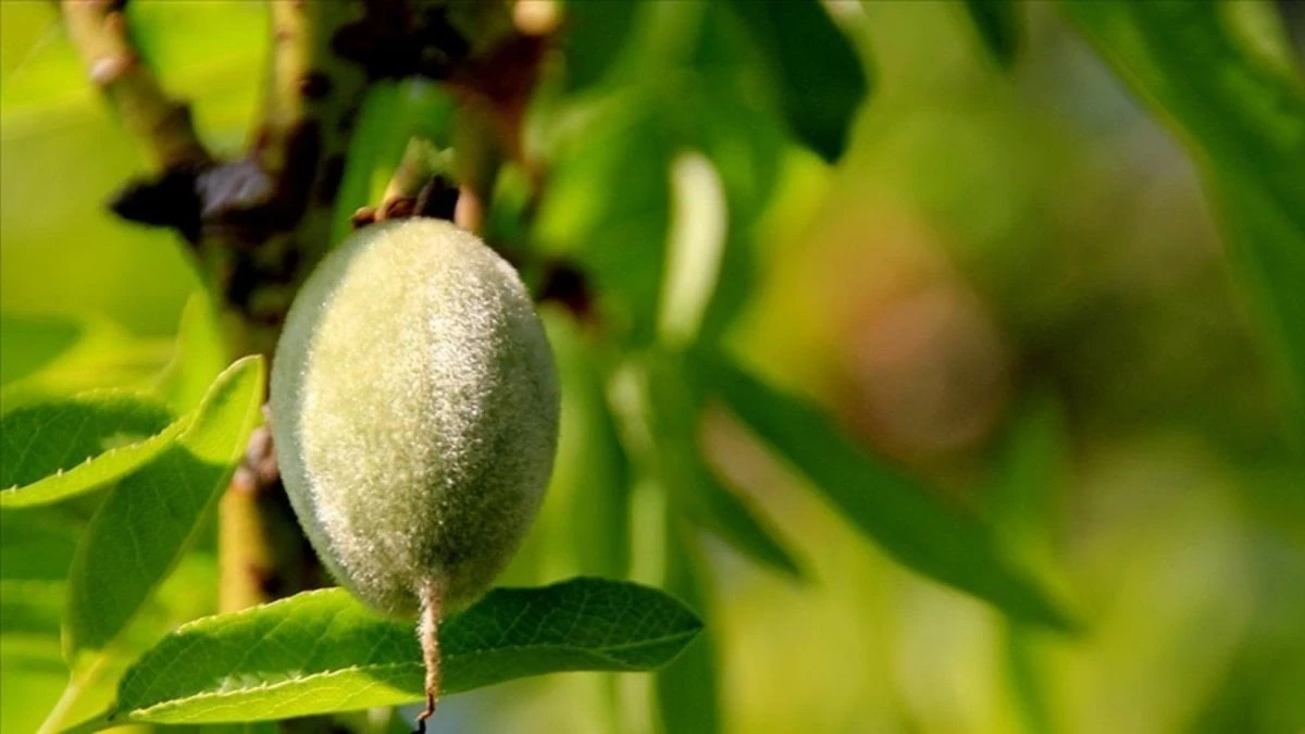Adıyaman’da çağla yiyen 6 öğrenci baş dönmesiyle hastanelik oldu