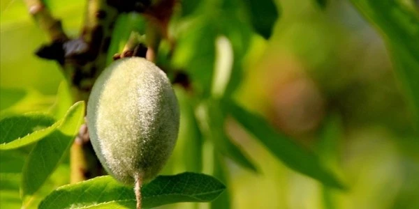 Adıyaman’da çağla yiyen 6 öğrenci baş dönmesiyle hastanelik oldu