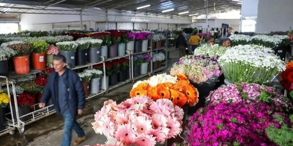 Anneler Günü öncesi İzmir’den Türkiye geneline 8 milyon dal çiçek