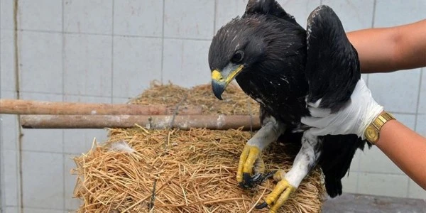 Iğdır'da bitkin halde bulunan kaya kartalı tedaviyle doğaya döndü