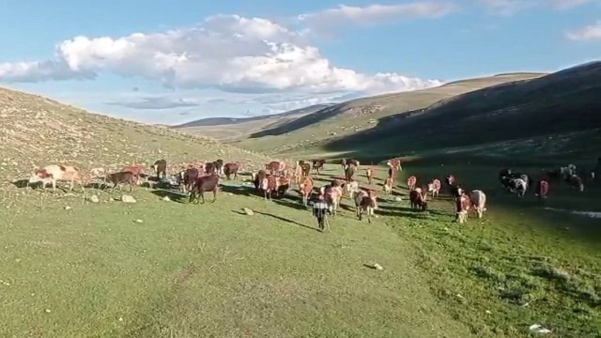 Sosyal medya tuzağı kurban satışlarında mağduriyet yaratıyor