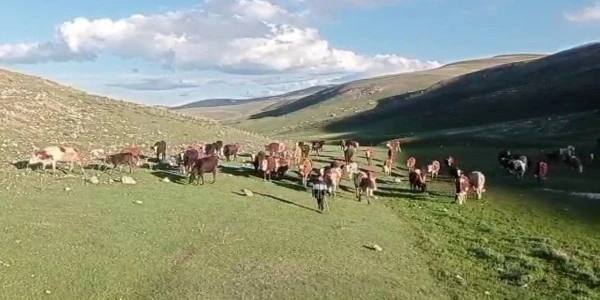 Sosyal medya tuzağı kurban satışlarında mağduriyet yaratıyor