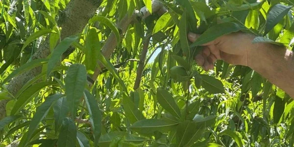 Bursa'da tekleme yoğunluğu: Koparıp yere atan işçilere 1500 TL