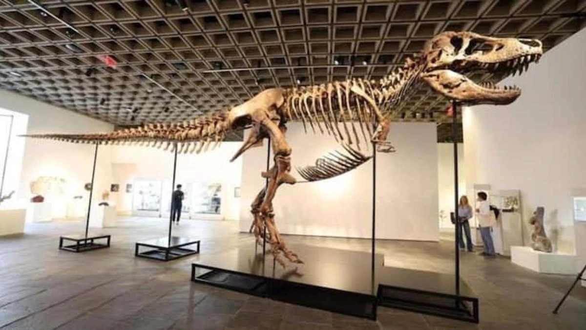 Nadir T. rex fosili 'Gus', Sotheby's'de 50,1 milyon dolara satıldı