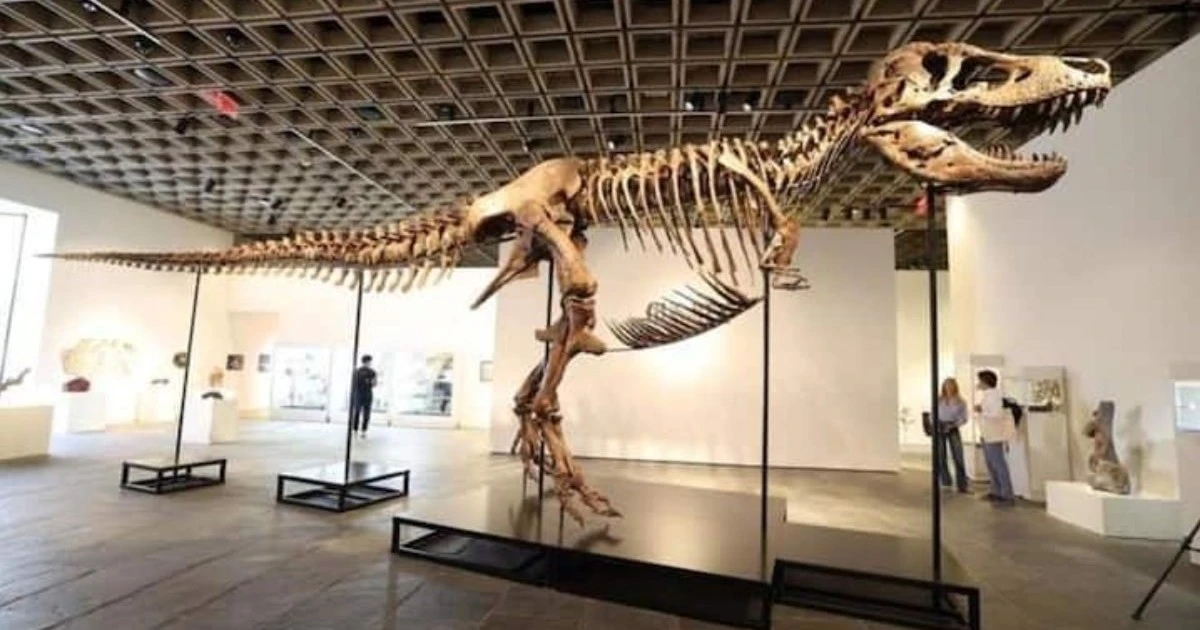 Nadir T. rex fosili 'Gus', Sotheby's'de 50,1 milyon dolara satıldı